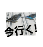 s-我が家の鳥（個別スタンプ：17）