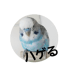 s-我が家の鳥（個別スタンプ：18）