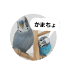 s-我が家の鳥（個別スタンプ：20）