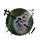 s-我が家の鳥（個別スタンプ：22）