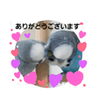 s-我が家の鳥（個別スタンプ：24）