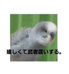 s-我が家の鳥（個別スタンプ：26）