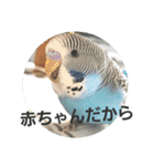 s-我が家の鳥（個別スタンプ：27）
