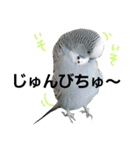 s-我が家の鳥（個別スタンプ：30）