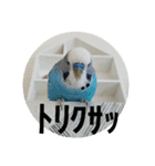 s-我が家の鳥（個別スタンプ：31）