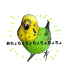 s-我が家の鳥（個別スタンプ：32）