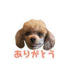 トイプードル毎日スタンプ（個別スタンプ：1）