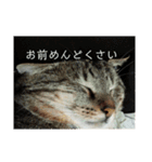 ドラの家族（個別スタンプ：3）