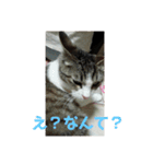 ドラの家族（個別スタンプ：5）