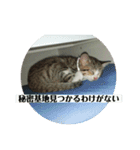 ドラの家族（個別スタンプ：6）