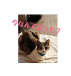ドラの家族（個別スタンプ：7）