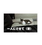 ドラの家族（個別スタンプ：8）