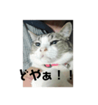 ドラの家族（個別スタンプ：10）