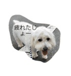 モフモフの友達（個別スタンプ：3）