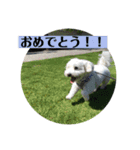 モフモフの友達（個別スタンプ：20）