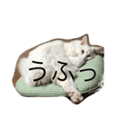 まーさんの生活（個別スタンプ：2）