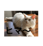まーさんの生活（個別スタンプ：5）