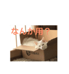 まーさんの生活（個別スタンプ：7）