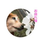アトム君（個別スタンプ：12）
