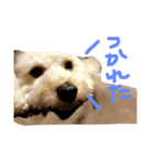 トイプードル❤︎モカ（個別スタンプ：1）