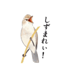 日本の野鳥4（個別スタンプ：17）