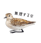 日本の野鳥4（個別スタンプ：21）