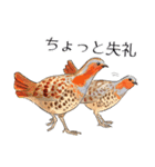 日本の野鳥4（個別スタンプ：23）