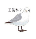 日本の野鳥4（個別スタンプ：33）