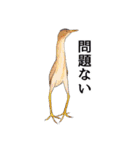 日本の野鳥4（個別スタンプ：35）