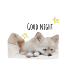 ポメラニアンのくーちゃん（個別スタンプ：2）