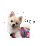 ポメラニアンのくーちゃん（個別スタンプ：5）