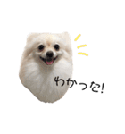 ポメラニアンのくーちゃん（個別スタンプ：10）