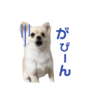 ポメラニアンのくーちゃん（個別スタンプ：14）