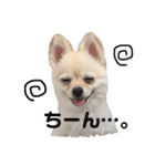 ポメラニアンのくーちゃん（個別スタンプ：16）