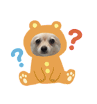 ポメラニアンのくーちゃん（個別スタンプ：19）