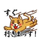 柴犬／まるちゃん（個別スタンプ：4）