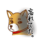 柴犬／まるちゃん（個別スタンプ：5）