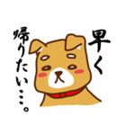 柴犬／まるちゃん（個別スタンプ：8）
