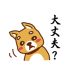 柴犬／まるちゃん（個別スタンプ：17）