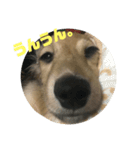 レンすたんぷ（個別スタンプ：8）