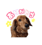 ちょっぴスタンプ（個別スタンプ：11）
