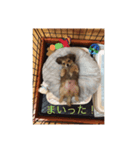 ポメックス（個別スタンプ：4）