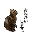 深川猫近堂 ほっこり猫ライフ Vol.3（個別スタンプ：2）