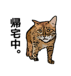 深川猫近堂 ほっこり猫ライフ Vol.3（個別スタンプ：4）