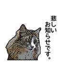 深川猫近堂 ほっこり猫ライフ Vol.3（個別スタンプ：7）
