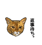 深川猫近堂 ほっこり猫ライフ Vol.3（個別スタンプ：9）