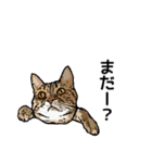 深川猫近堂 ほっこり猫ライフ Vol.3（個別スタンプ：15）