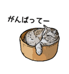 深川猫近堂 ほっこり猫ライフ Vol.3（個別スタンプ：19）