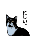 深川猫近堂 ほっこり猫ライフ Vol.3（個別スタンプ：25）