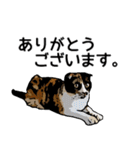 深川猫近堂 ほっこり猫ライフ Vol.3（個別スタンプ：27）